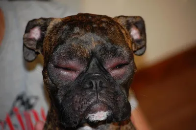 Болезни глаз у животных — лечение в Люберцах, цена на услуги ветеринара в  клинике \"Амикус ВЕТ\"
