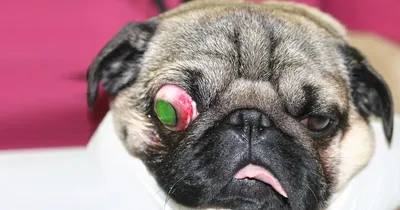 Блефарит у собак: лечение и симптомы воспаления век