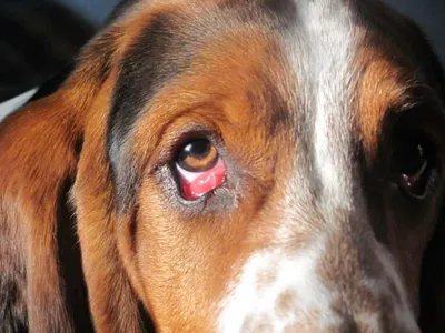 Болезни глаз у собак фото фотографии