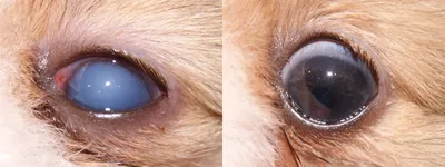 Красные глаза у собаки - причины, диагностика, лечение. Почему у собаки  красные глаза - Сеть Ветеринарных Центров \"МЕДВЕТ\"