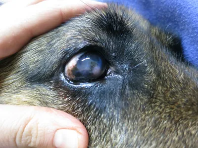 Заказать лечение кератита (заболевание глаз) у собак в ветеринарной клинике  Живаго