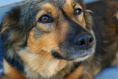 Заказать лечение катаракты (заболевание глаз) у собак в ветеринарной  клинике Живаго
