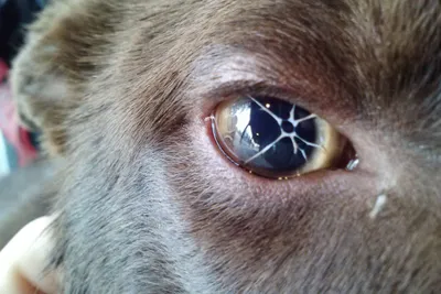 Проблемы с глазами - Кожные заболевания, аллергия, уши, глаза, подушечки  лап - Лабрадор.ру собаки - ретриверы
