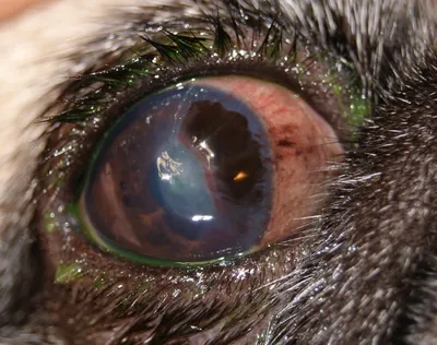 Наследственные болезни глаз у собак - Ветеринар Карлсруэ - Центр мелких  животных Арндт