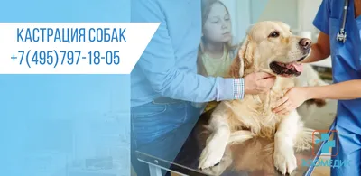 Ветеринарный центр \"Zoodiac\" | Cherkasy