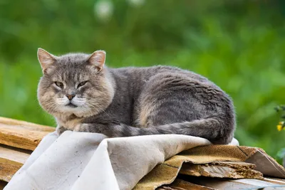 Инфекционный перитонит (ФИП) у котов и кошек: как диагностировать и лечить  FIP, прогноз выздоровления