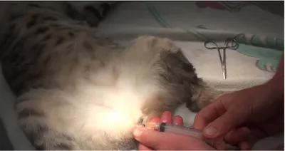 Болезни суставов у кошек: симптомы и лечение - статьи о лечении в  ветеринарной клинике Dr.Vetson