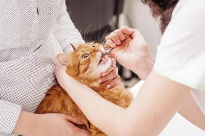 Чем опасна мочекаменная болезнь у котов — статьи на сайте интернет-магазина