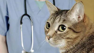 Инфекционный перитонит (ФИП) у котов и кошек: как диагностировать и лечить  FIP, прогноз выздоровления