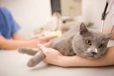 Ученые разгадали тайну загадочной смертельной болезни кошек