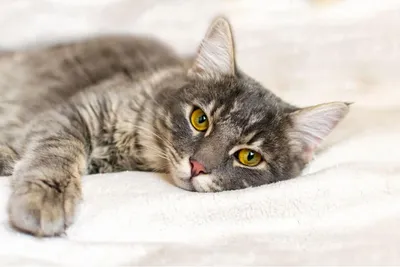 Лечение кошек в домашних условиях - Кошки обзор на Gomeovet