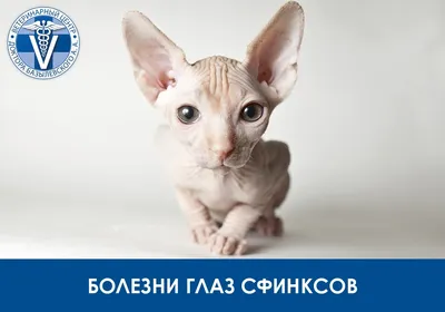 Клуб 4 Лапы сухой корм для котов Профилактика мочекаменной болезни PH  control - AQUAmaniya