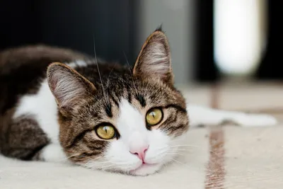 Локализованный аспергиллез кошек | Ветеринарная клиника доктора Шубина
