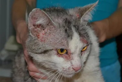 Кожные заболевания у кошек: описание заболеваний и лечение - Кошки обзор на  Gomeovet