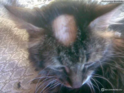 Фелиноз это болезнь кошачьих царапин: лечение, воспаления от когтей