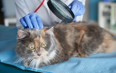 Дерматит у кошек – причины зуда, алгоритмы диагностики и терапии