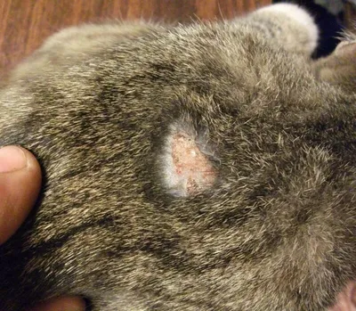 Самые распространенные кожные заболевания у кошек | Государственная  ветеринарная служба Смоленской области