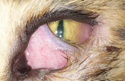 Чем можно заразиться от кошки или собаки: болезни, причины, симптомы, как  защититься