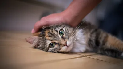 Дерматит у кошек: симптомы с фото, классификация, причины и способы лечение  в домашних условиях