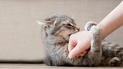 Ринотрахеит у кошек, симптомы и как лечить