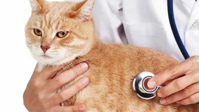 7 болезней передающиеся человеку от кошек и собак: глисты, чесотка, лишай,  токсоплазмос, бешенство и прочие | Ямал-Медиа