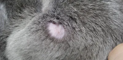 Диагностика и лечение нотоэдроза (чесотки) кошек | Ветеринарная клиника  доктора Шубина