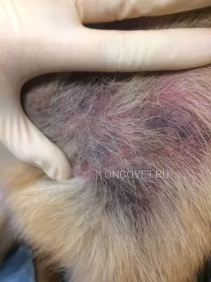 Болезни кожи собак фото 