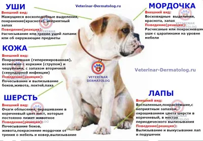 Поверхностная пиодермия (памятка для владельцев) | Ветеринарная клиника  доктора Шубина