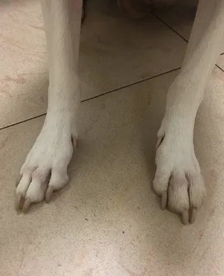 Флегмона передней лапы у собаки: лечение в клинике для животных Живаго