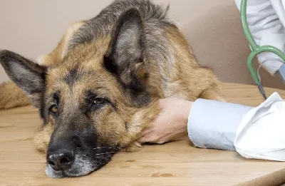 Переломы костей у собак - симптомы и лечение переломов лап, ног, таза,  хвоста, челюсти и бедра