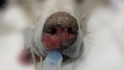 Болезни носа у собак фото 