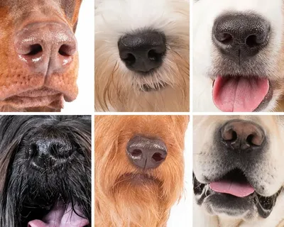 Зимний нос у собаки - пигментация носа собаки | Домашние животные - самое  важное | Дзен