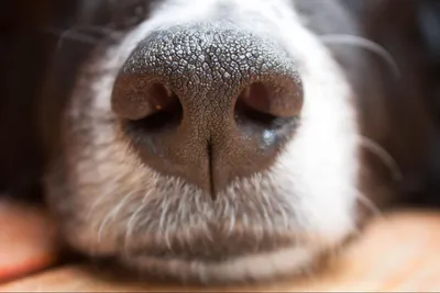 Полипы носа у кошек и собак, диагностика и лечение