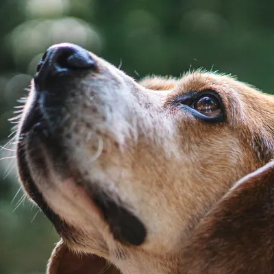 Сухой нос у собаки: причины и что делать — Purina ONE®
