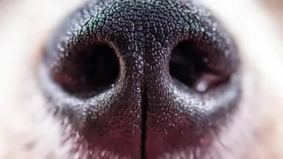 Что означает сухой нос у собаки | Зоомагазин Сытая Морда