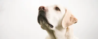 В чем заключается брахицефалический синдром у собак, лечение