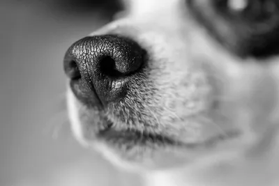 Какой должен быть нос у здоровой собаки - сухой или мокрый