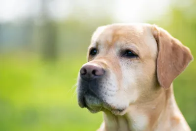 Лишай у собаки - причины возникновения, симптомы и лечение - kinolog.com.ua