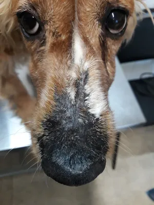 Болезни носа у собак фото фотографии