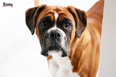 Насморк у собак: лечение, симптомы, какими каплями лечить нос
