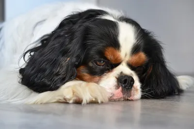 Опухоли носовой полости у собак и кошек: симптомы, лечение, фото