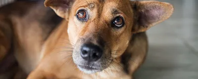 В Японии пропавших собак будут искать по отпечатку носа | Ветеринария и  жизнь