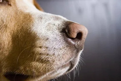 Собачий нос - индикатор здоровья: миф или правда?