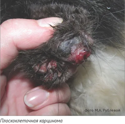Эпидермальный (кожный) рог... - Ветеринарные клиники СитиВет | Facebook