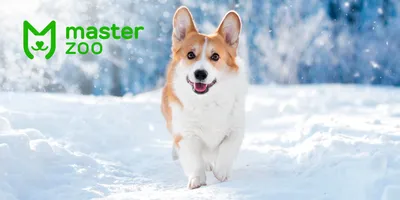 Как защитить лапы собаки от реагентов зимой | Блог Vetgroom