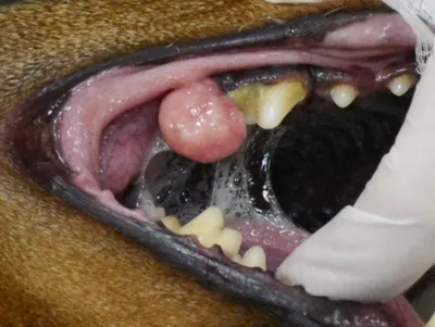 Болезни полости рта у собак фото фотографии
