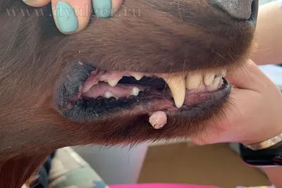 Болезни ротовой полости у собак. Правильный уход за зубами | Блог  зоомагазина Zootovary.com