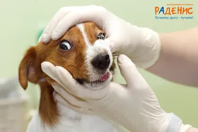 Зубной камень у собак: причины, удаление, профилактика в домашних условиях