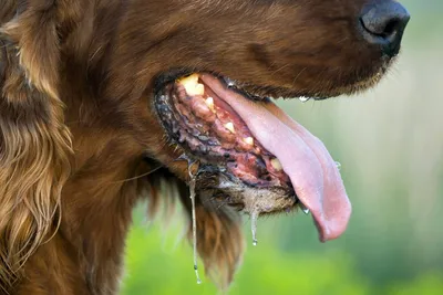 Болезни зубов — кариес, стоматит и пародонтоз у собак