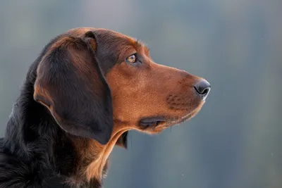 Гингивит у собак: причины, симптомы, лечение, фото | PRO PLAN